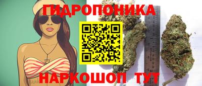 стаф Владимир